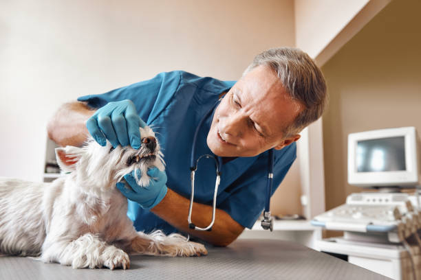 Best Emergency Tooth Extraction in Ashton Sandy Spring, MD